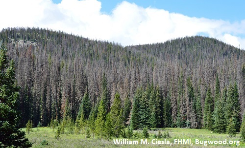 Gray stage Mtn pine beetle-killed lodgepole