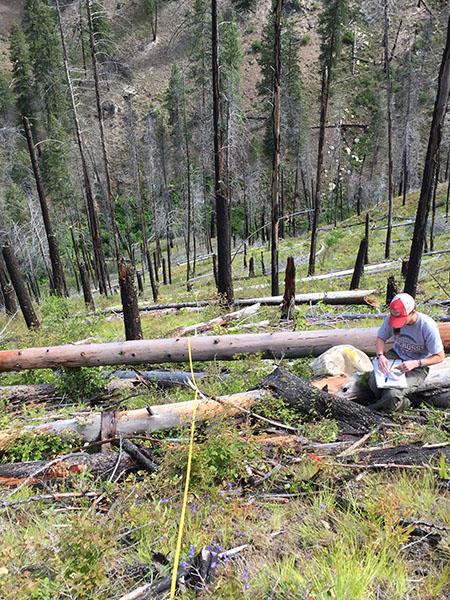 Scientist sitting on a dead log in a burned stand