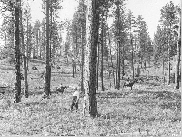 Historic photo of Lick Creek Exp Site