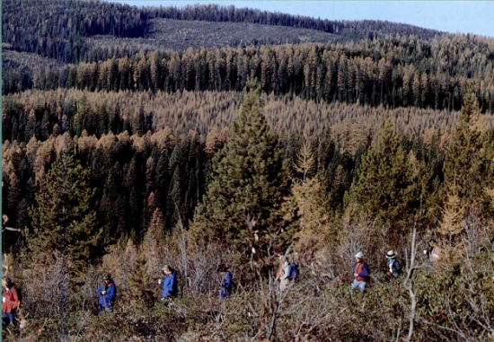 Photo of tour and landscape at Miller Creek Exp Forest
