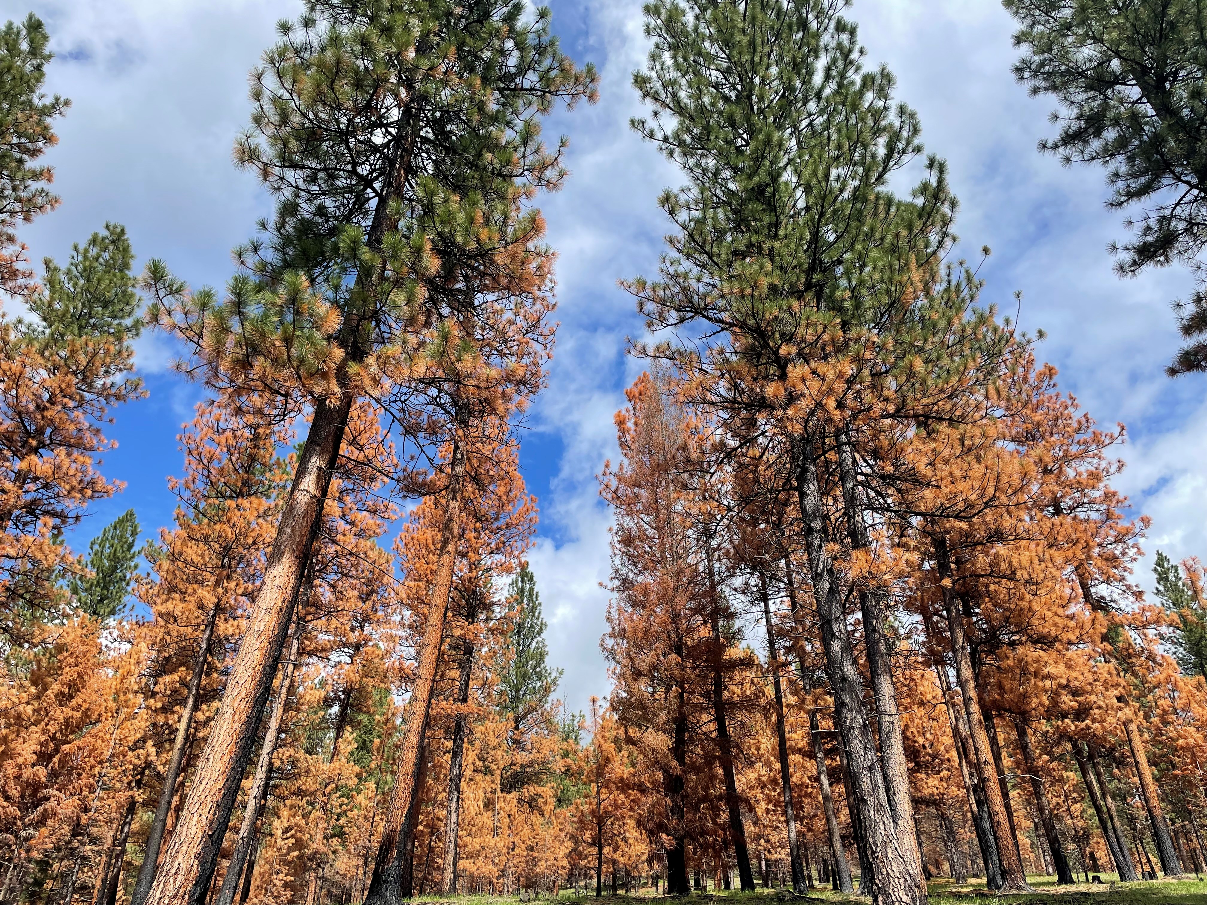 A burned stand of trees shows a gradient of black scorch at the bottom of trees to orange killed needles to green tree tops