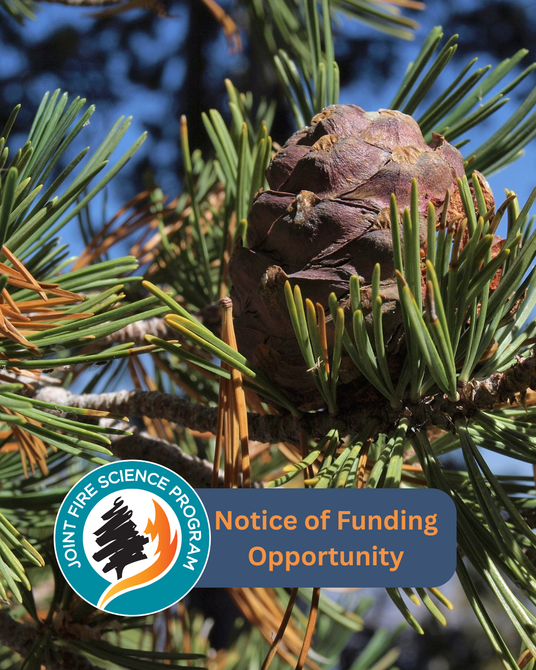 pinecone in a whitebark pine