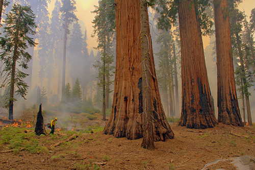 Huckleberry Prescribed Fire in Sequoia National Park