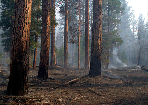 Burndown in ponderosa forest at sunrise, Cedar East Prescribed Fire, Kings Canyon National Park