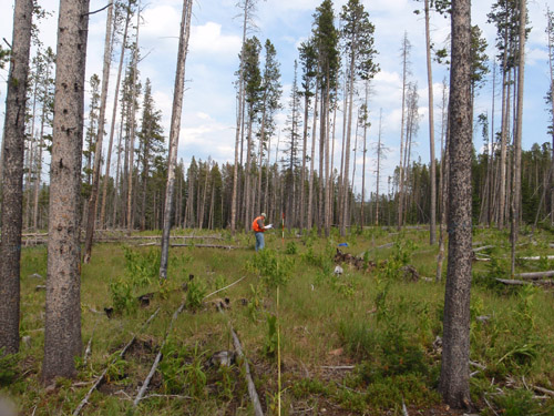Photo of sampling being conducted at Tenderfoot Creek Exp Forest