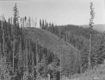 Black and white image of a clearcut in Deception Creek Experimental Forest