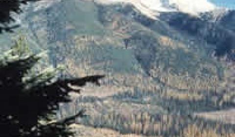 Coram Experimental Forest