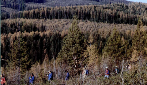 Miller Creek Experimental Forest