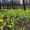 Image of glacier lilies in burned area near Crandell Campground, BC, Canada. Photo: Kim Pearson