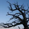 Whitebark Pine snag