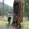 Bob Keane observes an old growth ponderosa pine with an indian bark peel in the Bob Marshall Wilderness