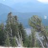 Whitebark Pine