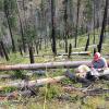 Scientist sitting on a dead log in a burned stand