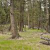 Rocky Mountain forest