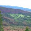 Beetle Kill Helena National Forest