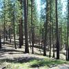 Stand of trees shown years after fuel treatments