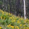 Yellow flowers on a slope with trees in the background